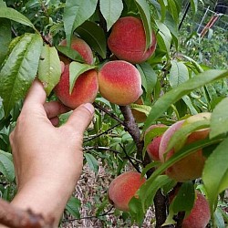NECTAR is peach basil, my personal favorite. It is especially good when I can flavor with peaches ripened on my trees. I sometimes include nectarines when peaches are scarce.