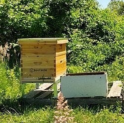 Beehive installation includes equipment, bees