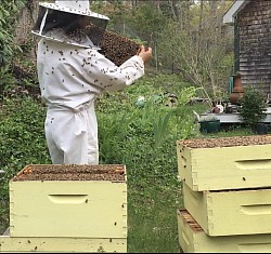 Beekeeping services, optional instruction